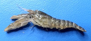 Brownbar snapping shrimp [Kıskaç şıklatan karides]