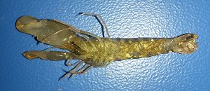 Brownbar snapping shrimp