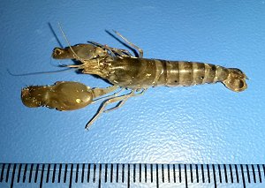 Brownbar snapping shrimp