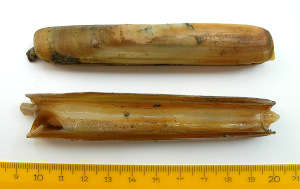 European razor clam