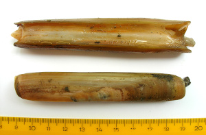 European razor clam [Sülinez]