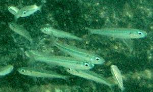 Big-scale sand smelt