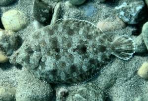 Wide-eyed flounder