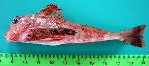 Chelidonichthys lastoviza