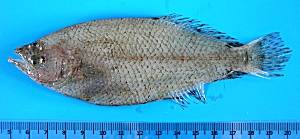 Atlantic spotted flounder