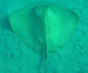 Tortonese's stingray