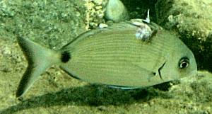 Annular seabream