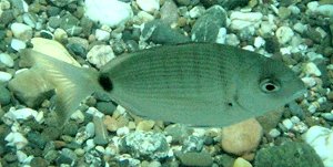 Diplodus annularis