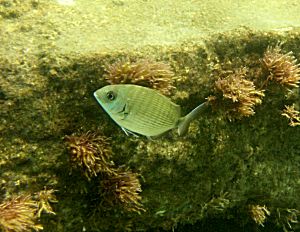 Annular seabream