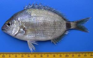 Diplodus annularis