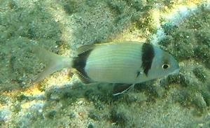 Common two-banded seabream