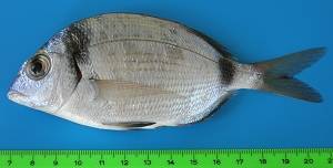 Diplodus vulgaris