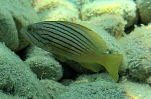 Epinephelus costae