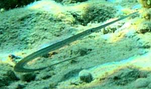 Bluespotted cornetfish