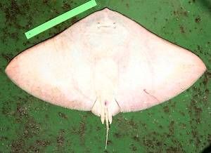 Spiny butterfly ray