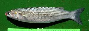 Golden grey mullet