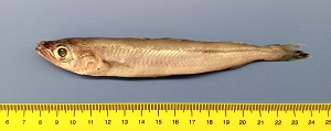 Blue whiting