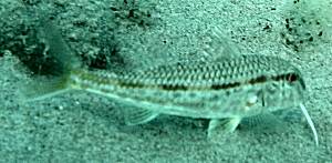 Mullus surmuletus