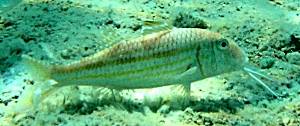 Striped red mullet