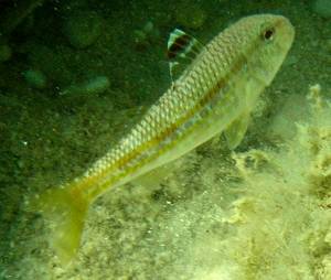 Mullus surmuletus