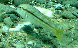 Mullus surmuletus