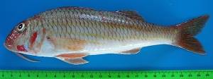 Mullus surmuletus