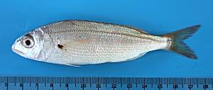 Axillary seabream