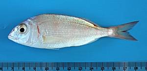 Pagellus erythrinus