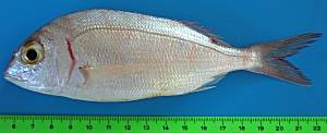 Pagellus erythrinus