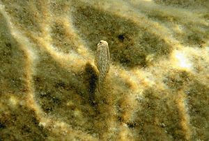 Rusty blenny