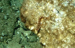 Tentacled blenny