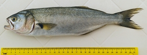 Bluefish