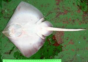 Brown ray