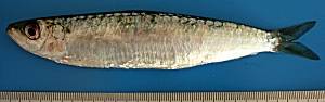 European pilchard