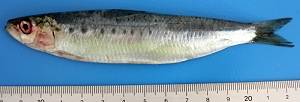 Sardina pilchardus