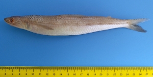 Brushtooth lizardfish