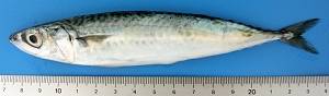 Atlantic mackerel