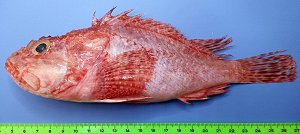 Slender rockfish