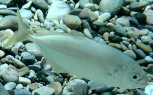 Greater amberjack