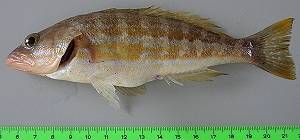 Serranus cabrilla