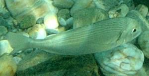 Gilthead seabream