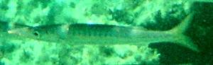 Yellowstripe barracuda