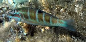 Ornate wrasse