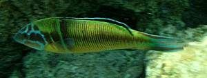 Thalassoma pavo