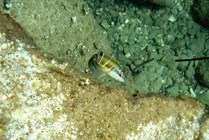 Thalassoma pavo