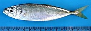 Atlantic horse mackerel