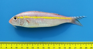 Goldband goatfish