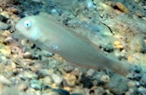 Pearly razorfish